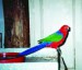 papoušek královský.jpg